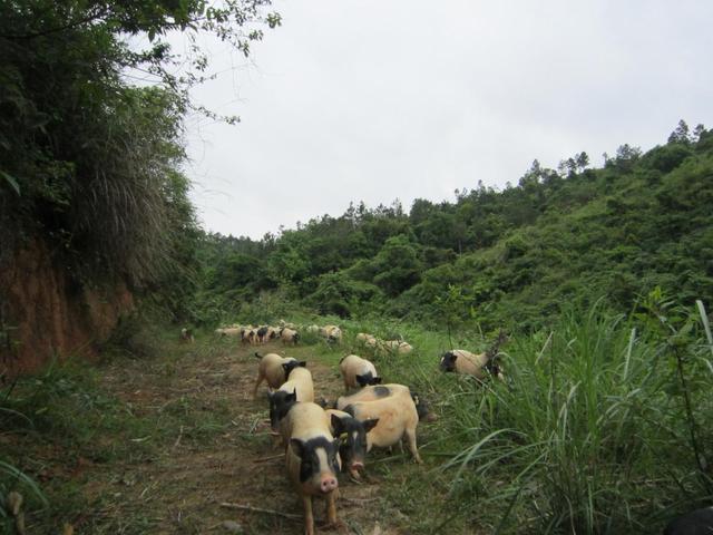 三个要点，包你学会养殖巴马香猪