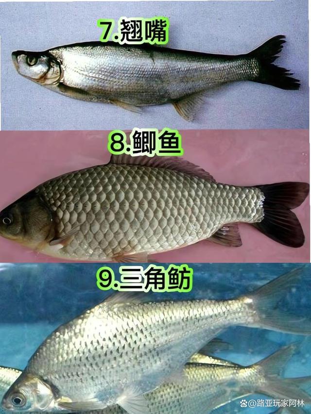 一定要认识的57种常见淡水鱼品种