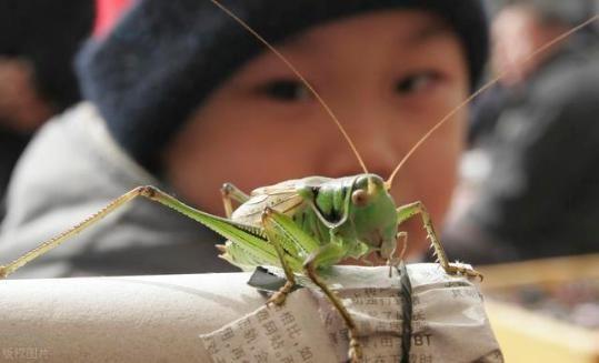 蝈蝈能吃又能玩，科学养殖，降低伤残率，实现食品赏玩行业双收益