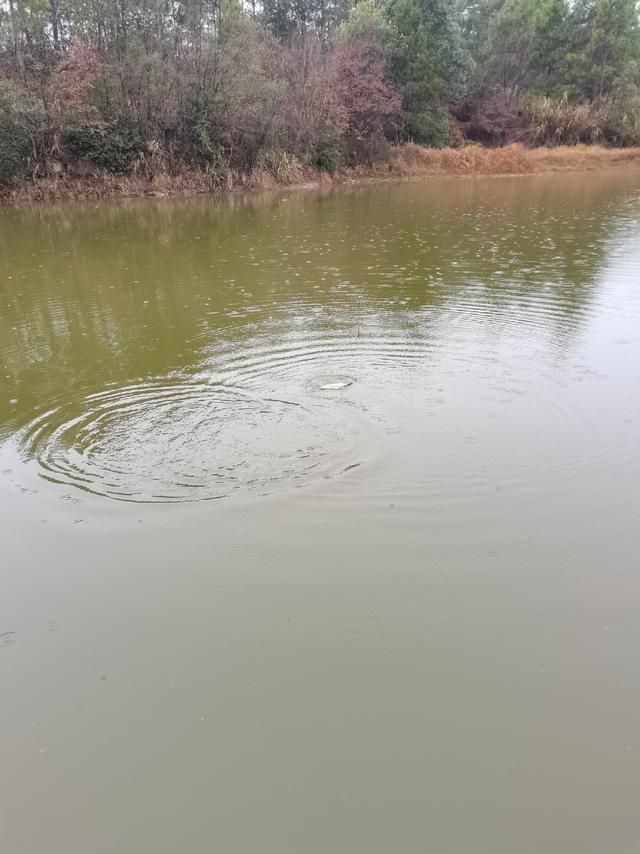 可遇不可求的土鲫鱼，看着就觉得舒服