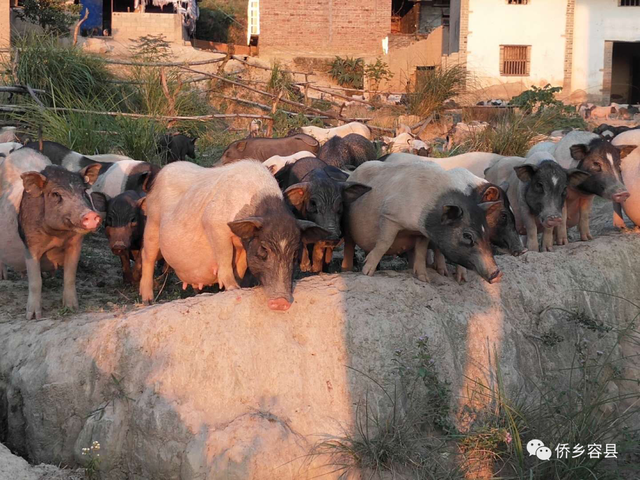 容县六王镇：致富能人带头养殖香猪，集体经济发展见成效