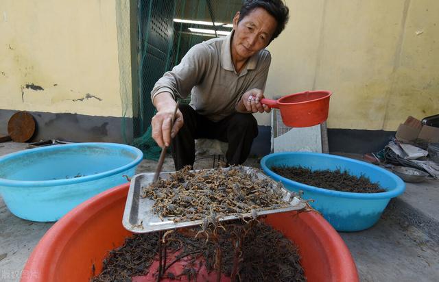 一年吃掉10000只害虫，蝎子却被疯狂捕捉，未来会局部灭绝吗？