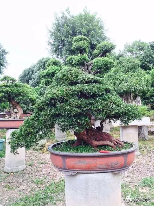 赤楠盆景的生物特性与栽培管理技术要点