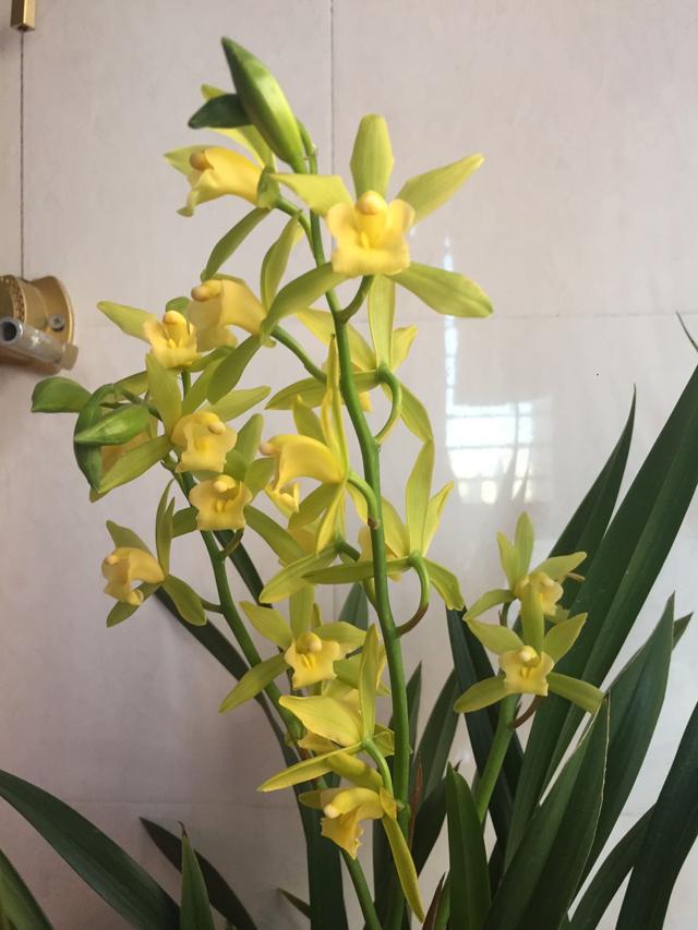 年宵花植物—兰花“绿翡翠”，花叶俱美，开花勤奋，新手也能养