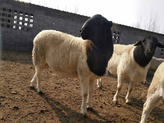 新手养杜泊羊好还是波尔羊好？养殖杜泊羊和波尔羊哪个好？看这