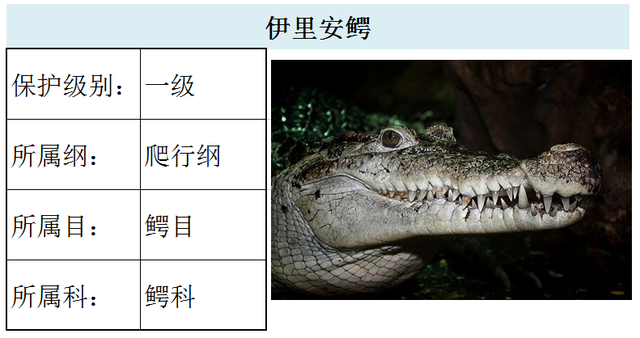 国家最新水生野生保护动物名录（共计三百余种），第3期