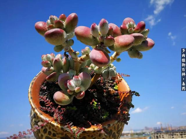 多肉之美，四季皆是风景！浅谈景天科多肉植物的养护方法