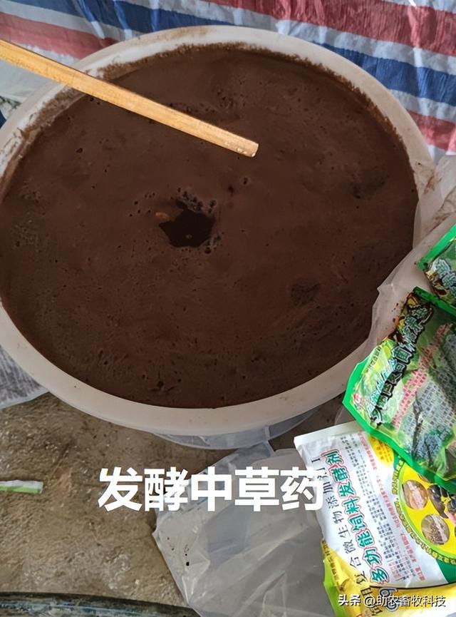 这个养殖场用益生菌发酵中草药批量养殖土鸡土猪供不应求效益高