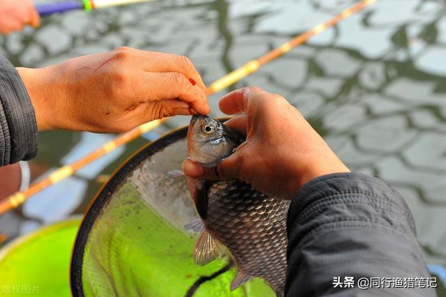 冬钓大棚开始了，用好这两招，提升正口率和鱼获量不犯愁