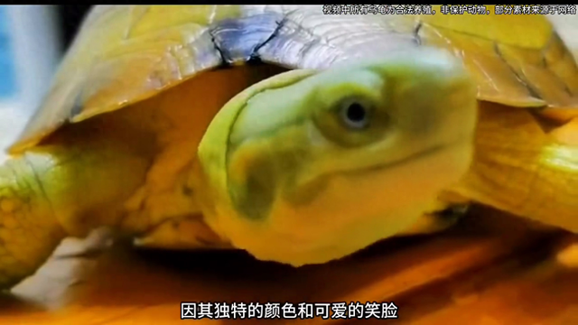 如何养出一只金灿灿的小青龟…#人工繁殖