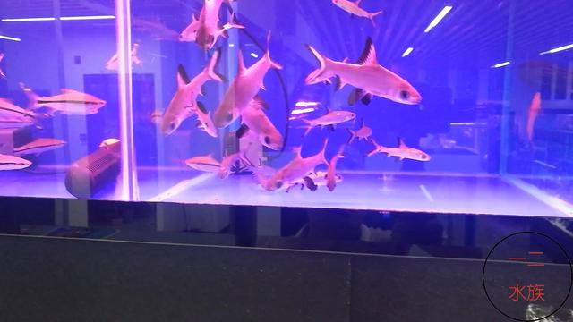 北京探店新发现，锦鲤水族店，原来水族箱养锦鲤是那么漂亮