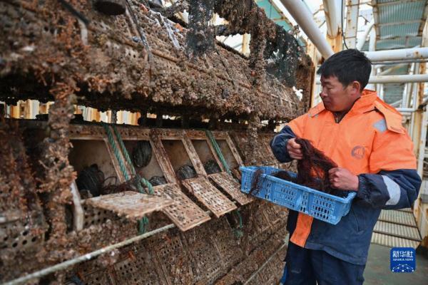 福建连江：探索鲍鱼深远海养殖模式