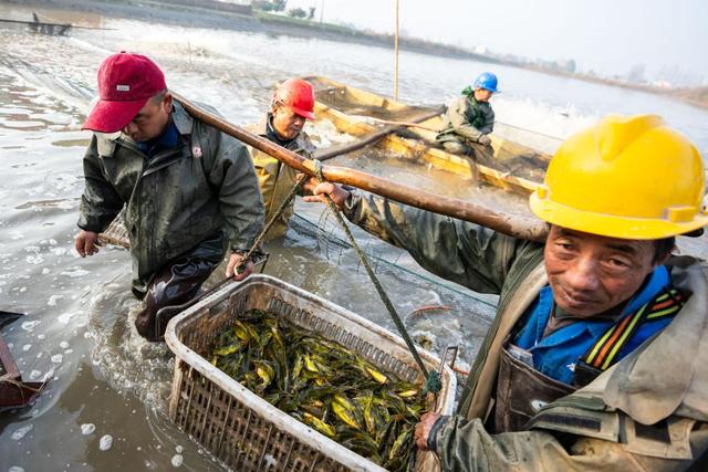 新华全媒+丨湖南南县：冬季捕捞供市场