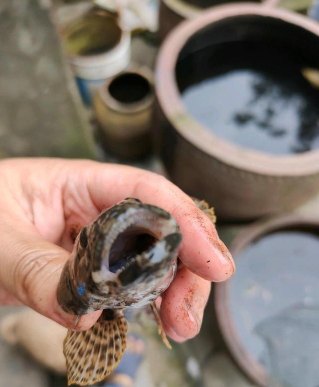 笋壳鱼？广东韶关小河里“小黑鱼”泛滥，有人一天钓上百条