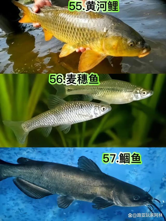 一定要认识的57种常见淡水鱼品种