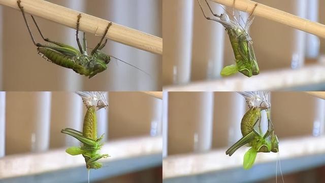 蝈蝈能吃又能玩，科学养殖，降低伤残率，实现食品赏玩行业双收益