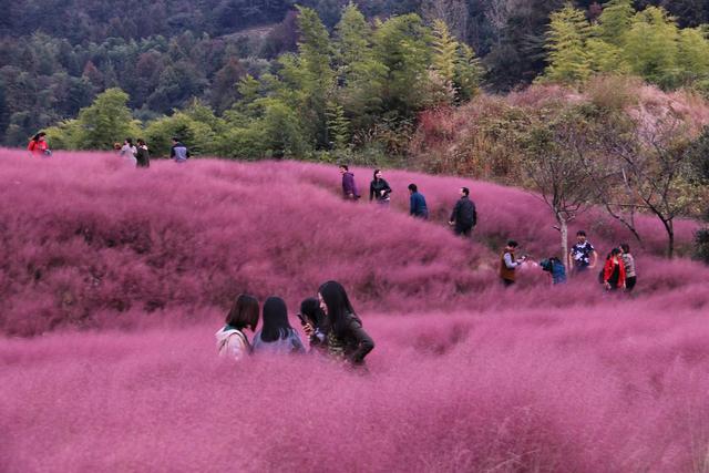 网红养成记：粉黛乱子草种植技术指南