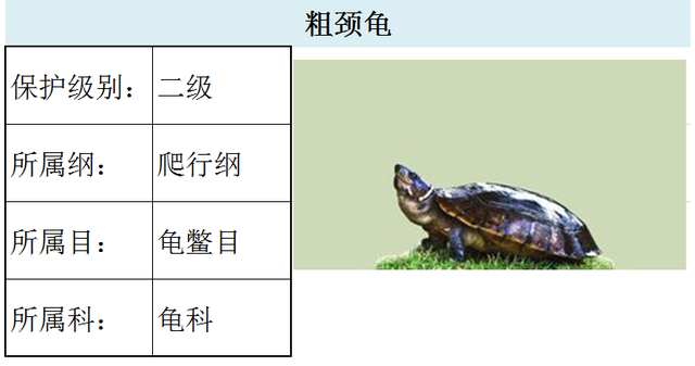 国家最新水生野生保护动物名录（共计三百余种），第3期