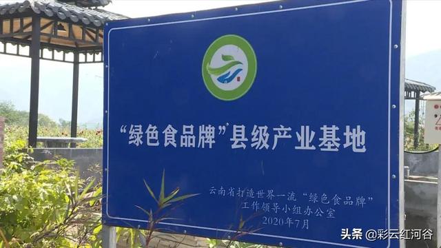 知名中药！红河县这个新兴生物产业“菲”同一般