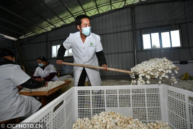 湖南花垣：抽丝剥茧赶订单