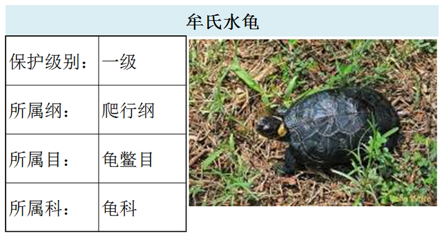 国家最新水生野生保护动物名录（共计三百余种），第3期