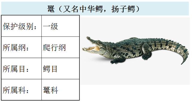 国家最新水生野生保护动物名录（共计三百余种），第3期