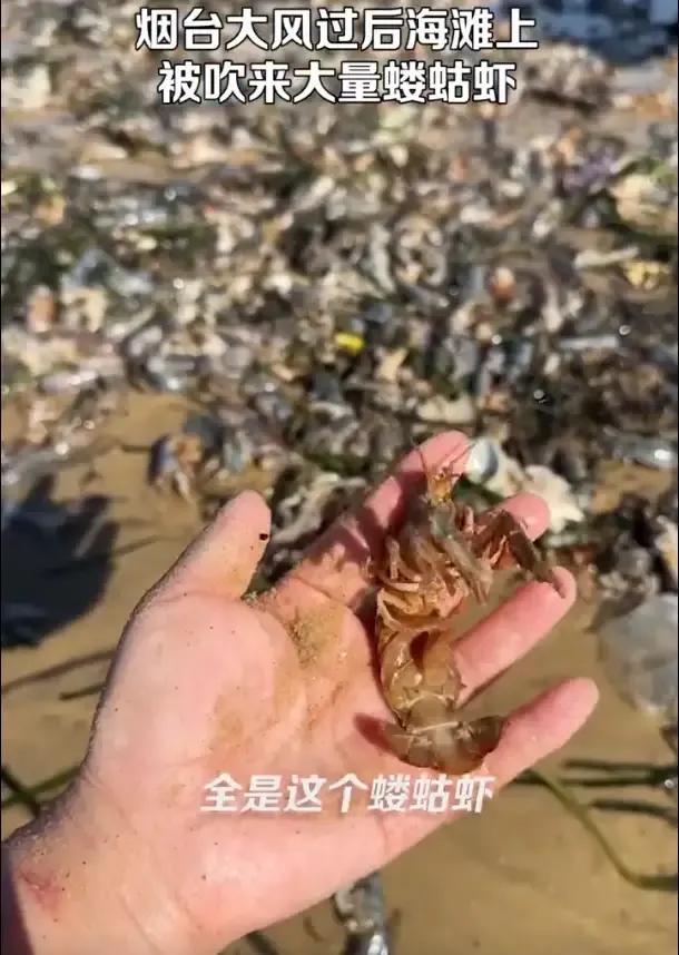 烟台大风过后海滩上大量蝼蛄虾