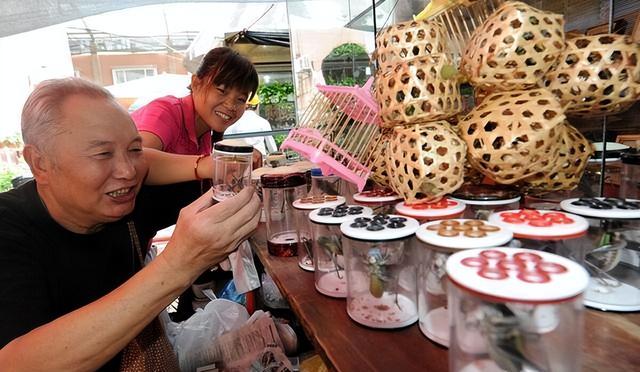 蝈蝈能吃又能玩，科学养殖，降低伤残率，实现食品赏玩行业双收益