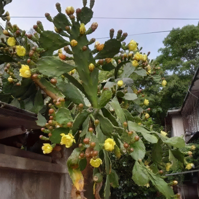 30年的仙人掌，长成“仙人树”，开黄花，挂红果，好吃又值钱