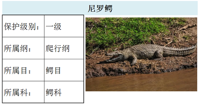 国家最新水生野生保护动物名录（共计三百余种），第3期