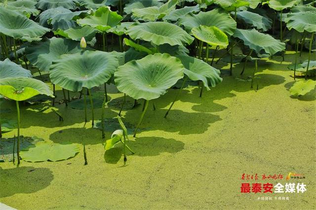 东平县：“荷”气生财 水里捞“金”