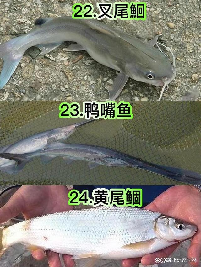 一定要认识的57种常见淡水鱼品种