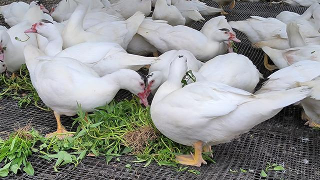 肥鸭养殖中快速增肥又节省饲料的喂料方法