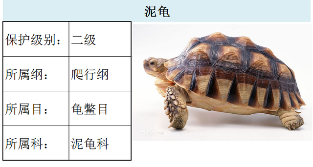 国家最新水生野生保护动物名录（共计三百余种），第3期