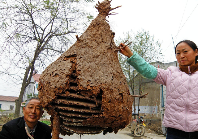 富贵险中求？湖北男子爬30米大树摘蜂巢，背后是疯狂的胡蜂产业