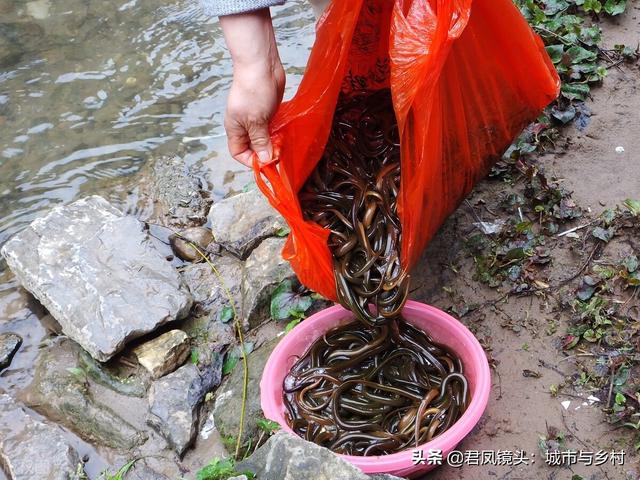 湖北宜昌：一位市民放生鳝鱼