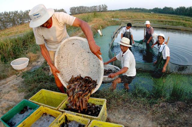 江苏水芹养殖新技术，每亩产值4万元！种植过程中需要注意什么？