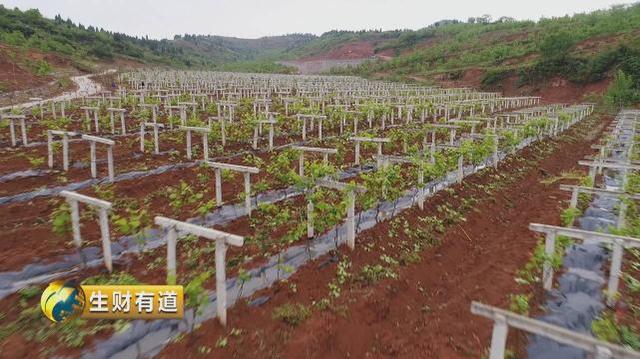 湖北省十堰市余家湾：生态种植村带来新财路！村民在家门口实现1年收入十几万