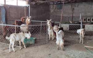 北京的养殖场(京郊养殖场有羊驼 它们除了萌还能用于科学研究)