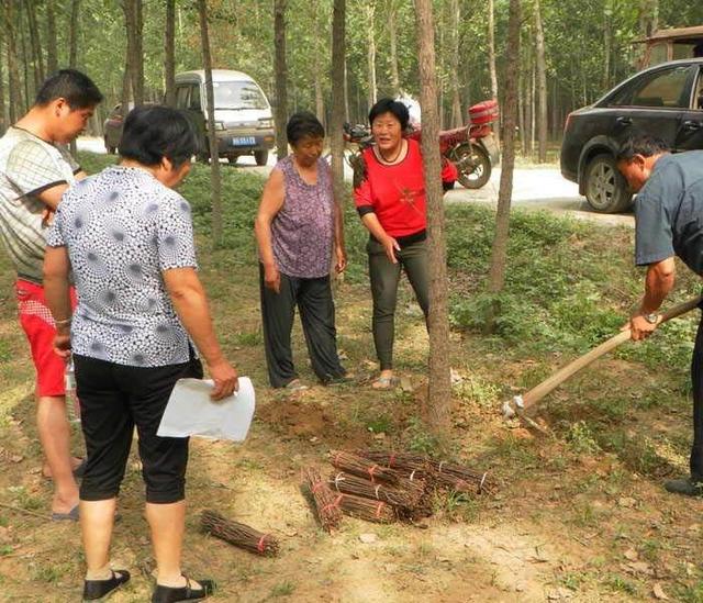 ﻿农村果园金蝉和鸡多层次立体养殖，生态种养出效益！