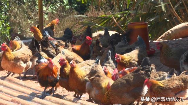 养殖生态茶花鸡 扩宽村民致富路