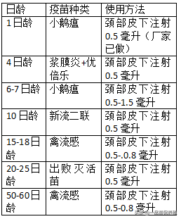 鹅免疫程序和养殖技术，10年老养殖户总结，值得收藏