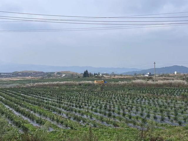 【穗毕山海情】住独立“宿舍” 享智能投喂……大方县马干山生猪养殖基地让乡村振兴“畜”势勃发