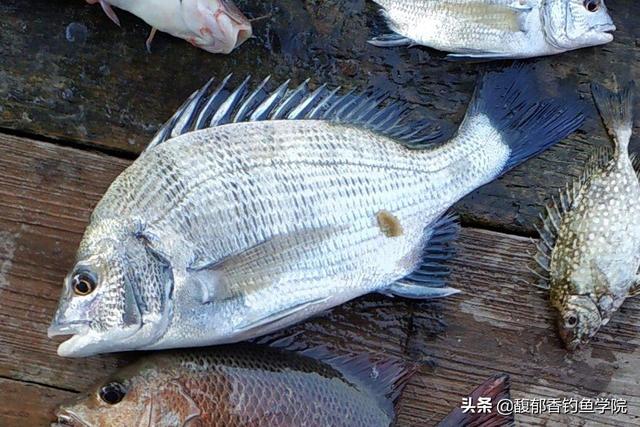 沙蚕适合钓哪些海鱼？海钓万能饵——沙蚕的使用技巧