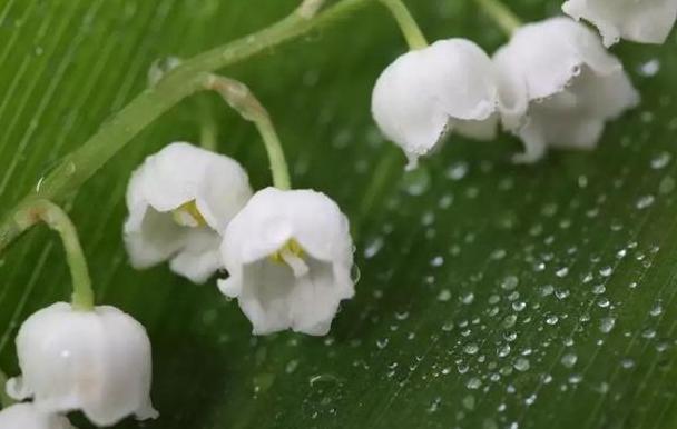 铃兰花不好养？跟着园艺大师学5招，花开似风铃，清香洁白惹人爱