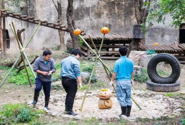 招贤纳士！上海动物园公开招聘工作人员