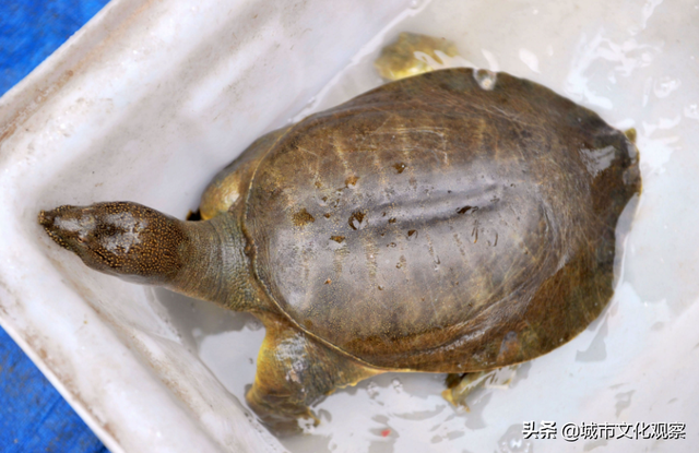 湖北省六大特色养殖项目启动，蚯蚓、藏香猪、鹌鹑等将大规模上市