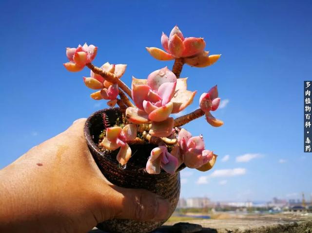 多肉之美，四季皆是风景！浅谈景天科多肉植物的养护方法