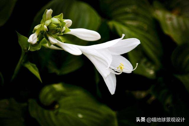 10种适合北方庭院种植的花镜植物