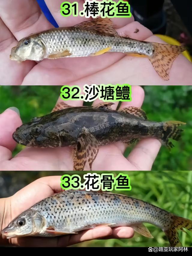 一定要认识的57种常见淡水鱼品种